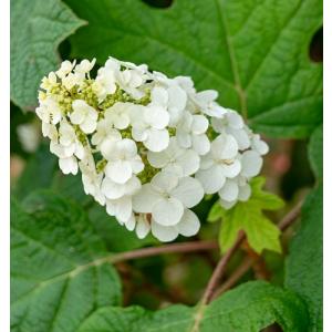 スノーフレーク 八重咲きカシワバアジサイ 5号ポット苗 : 苗木部 花