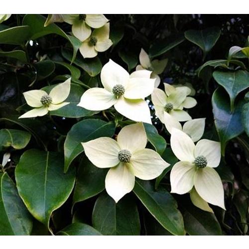 常緑ヤマボウシ 月光 3.5号ポット 挿し木苗 苗木