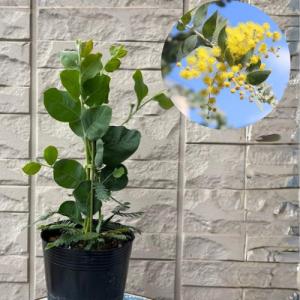 アカシアの木 パールアカシア 5号（または6号）鉢植え : 苗木部 花