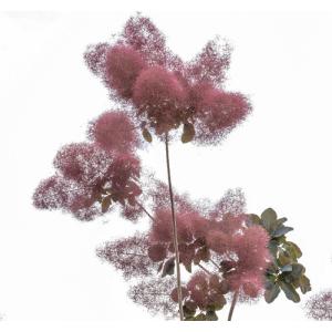 スモークツリー ホワイトボール 7号鉢植え : 苗木部 花ひろば