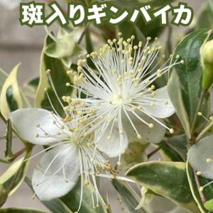 ユッカ ロストラータ 2.5号ポット苗 苗 : エスフルール - 通販 - Yahoo