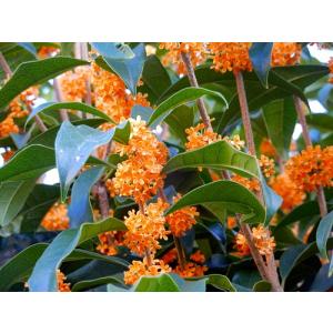 キンモクセイ（金木犀） 5個セット（ 送料無料 ） 15cmポット苗 : 花と