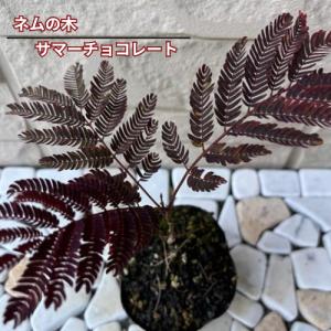 ネムの木　サマーチョコレート　3号ポット苗　苗木 合歓木ネムノキ　