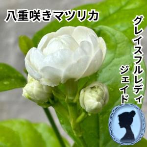 ジャスミン 大輪八重咲きマツリカ プリンセスローズ （4寸鉢植え