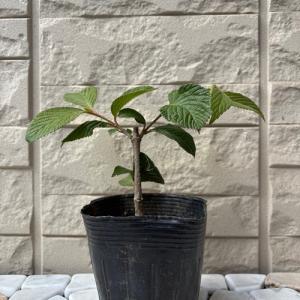 オオデマリ ビバーナム ジェミニ 3.5号ポッ...の詳細画像2