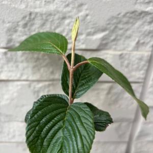 オオデマリ ビバーナム ジェミニ 3.5号ポッ...の詳細画像3
