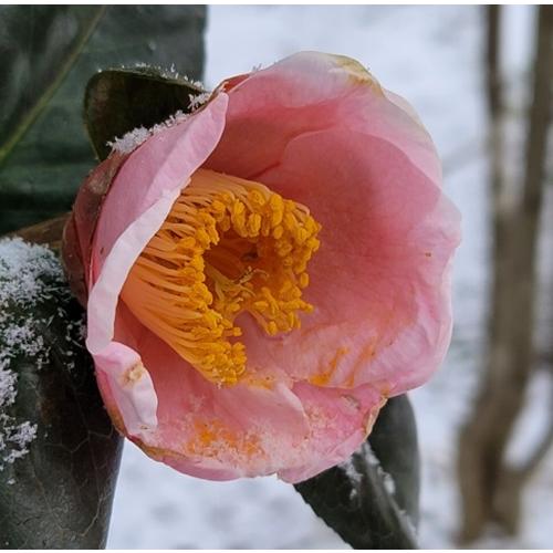 ツバキ　西王母　４号ポット　椿　苗木　挿し木苗　 庭園樹