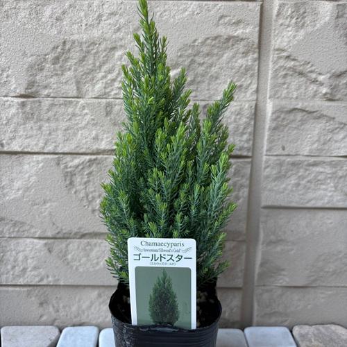 コニファー　エルウッズゴールド　(ゴールドスター)　３号ポット苗　 寄せ植え　庭木