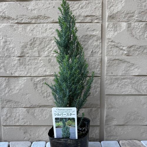 コニファー　シルバースター　3号ポット苗　 クリスマスツリー　寄せ植え　庭木