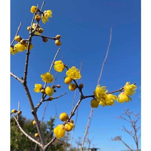 蝋梅　ロウバイ　満月　苗木　挿木１年生苗　庭木　