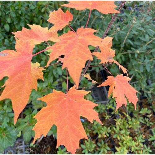 サトウカエデ　3.5号ポット苗　苗木シュガーメープル 砂糖楓 庭木 植木 花木苗 庭木 シンボルツリ...