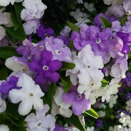 ニオイバンマツリ 3.5号ポット苗　苗木 芳香花木 香りバンマツリ 匂蕃茉莉 夏の花