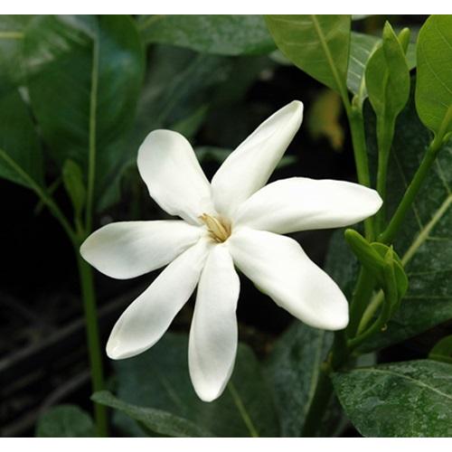 ティアレタヒチ（タヒチクチナシ））3.5号ポット苗　苗木 ガーデニア　夏の花 南国の花 鉢植え 香り...