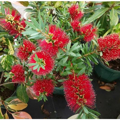 カリステモン　リトルジョン　3号ポット苗　ブラシの木　金宝樹　苗木　庭木  花木  オージープランツ...