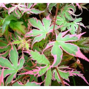 日本花キ流通 もみじ 紅鴫立沢 12cmポット 接木苗 紅葉 モミジ 庭木