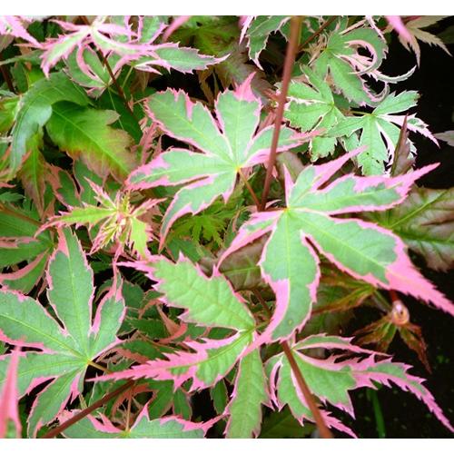 モミジ　胡蝶の舞　4号ポット苗　接木苗　苗木 庭木 シンボルツリー 植木 花木 落葉樹 カエデ 楓 ...