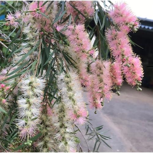 カリステモン　インジューン　3.5号ポット苗　ブラシの木　金宝樹　苗木　庭木  花木  オージープラ...