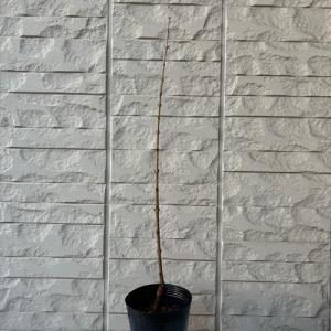 蝋梅 ロウバイ 満月 接木1年生苗 苗木 庭木の詳細画像1