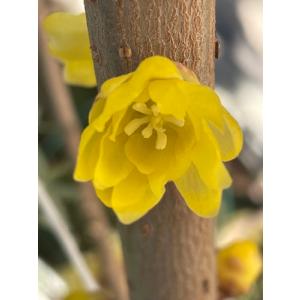 蝋梅 ロウバイ 満月 接木1年生苗 苗木 庭木の詳細画像5