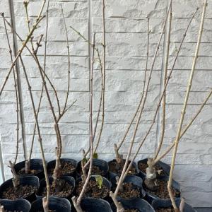 蝋梅 ロウバイ 満月 接木1年生苗 苗木 庭木の詳細画像2