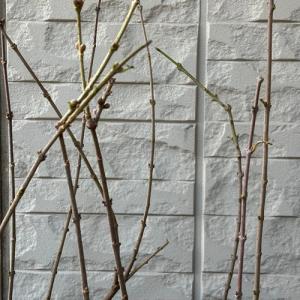 蝋梅 ロウバイ 満月 接木1年生苗 苗木 庭木の詳細画像3