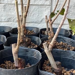 蝋梅 ロウバイ 満月 接木1年生苗 苗木 庭木の詳細画像4