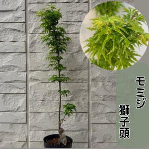 モミジ　獅子頭　接木1年生苗　苗木 庭木 シンボルツリー 植木 花木 落葉樹 カエデ 楓 紅葉 盆栽　