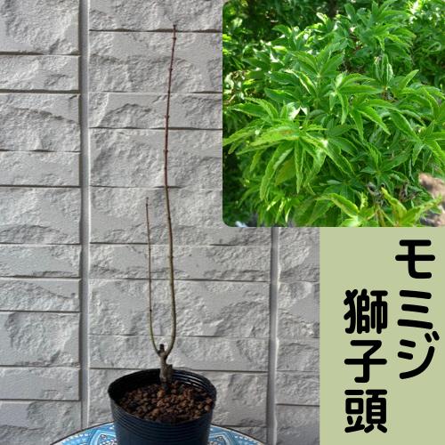モミジ　獅子頭　接木1年生苗　苗木 庭木 シンボルツリー 植木 花木 落葉樹 カエデ 楓 紅葉 盆栽...