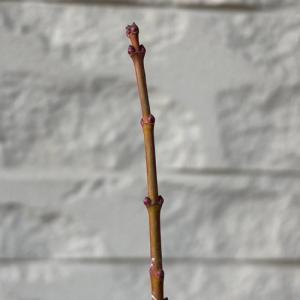 モミジ 獅子頭 接木1年生苗 苗木 庭木 シン...の詳細画像3