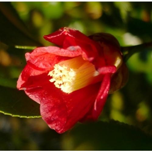 ツバキ　 一子侘助　4号ポット　椿　苗木　挿し木苗　 庭園樹