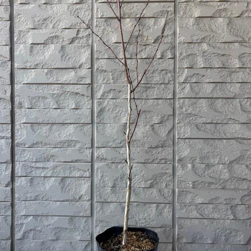 シラカバ ジャクモンティー　5号ポット苗　苗木 シラカンバ 落葉樹 落葉高木 庭木　