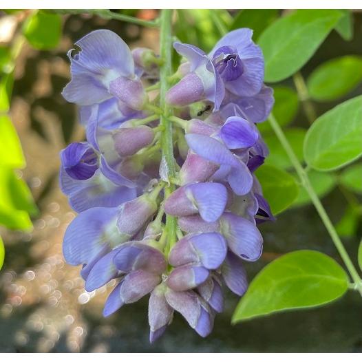 アメリカフジ アメジストフォール　5号ポット苗　苗木