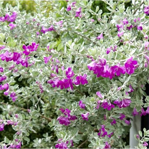 レウコフィルム フルテスケンス　3号ポット苗　苗木