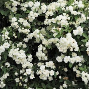 モッコウバラ 木香薔薇 ばら 花 苗 芳香高い一重咲き 黄色12cmポット長