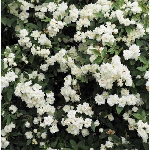 モッコウバラ 白花 八重咲き　3.5号ポット苗　苗木　木香茨　木香薔薇　