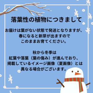 カシワバアジサイ ルビースリッパーズ 3.5号...の詳細画像4