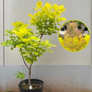 【現品5-6】スモークツリー ゴールデンスピリット（Ｒ） 7号ポット苗　苗木　 煙の木 切り花 ドライフラワー シンボルツリー