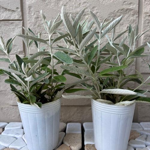 ブッドレア　シルバーアニバーサリー　2.5号ポット　2株 苗木