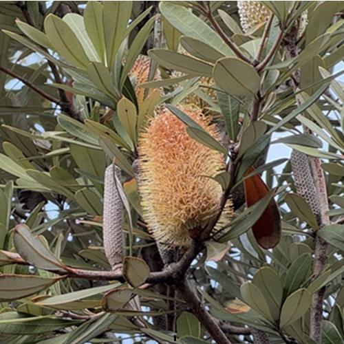 コーストバンクシア　3号ポット苗　インテグリフォリア　苗木　庭木  花木  オージープランツ