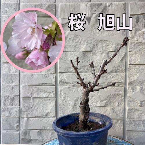 桜 旭山 4.5号プラ鉢 接木苗 苗木