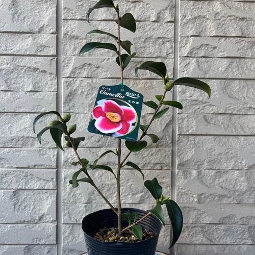 ツバキ 玉の浦 4号ポット 椿 挿し木苗 苗木