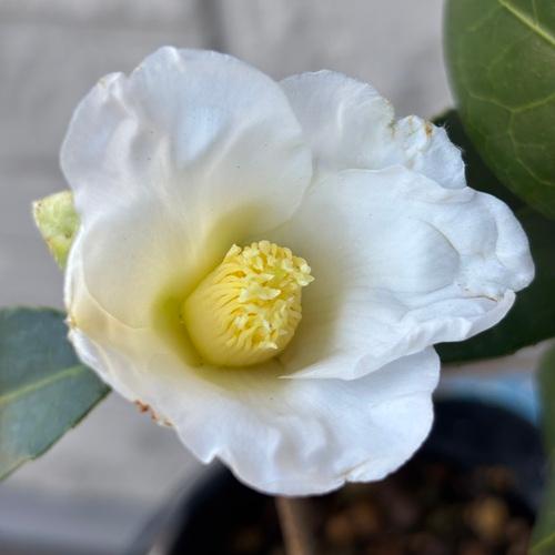 ツバキ 白侘助 4号ポット 椿 挿し木苗 苗木