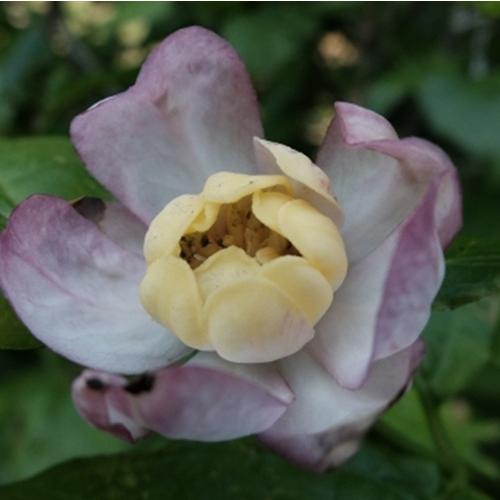 ナツロウバイ 3.5号ポット苗 苗木