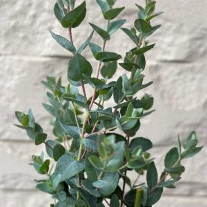 ユーカリ ムーンラグーン 3.5号ポット苗 苗木