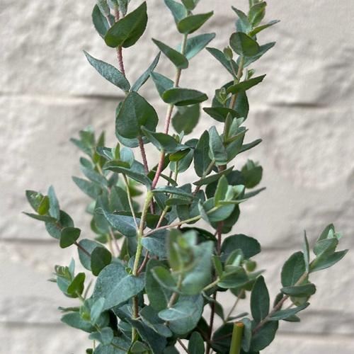 ユーカリ ムーンラグーン 3.5号ポット苗 苗木