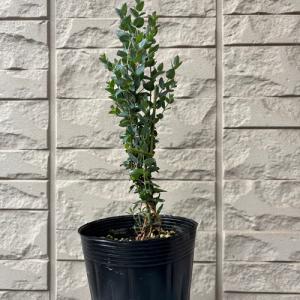 ユーカリ ムーンラグーン 3.5号ポット苗 苗木の詳細画像1