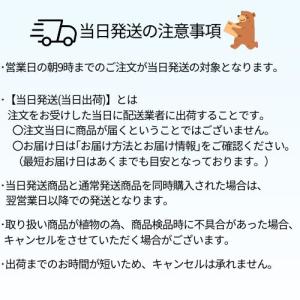 ユーカリ ムーンラグーン 3.5号ポット苗 苗木の詳細画像4