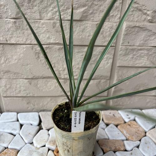 ユッカ ロストラータ 2.5号ポット苗 苗