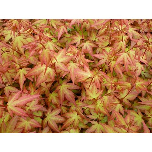 モミジ　茜　接木１年生　4号ポット苗　苗木 庭木 シンボルツリー 植木 花木 落葉樹 カエデ 楓 紅...