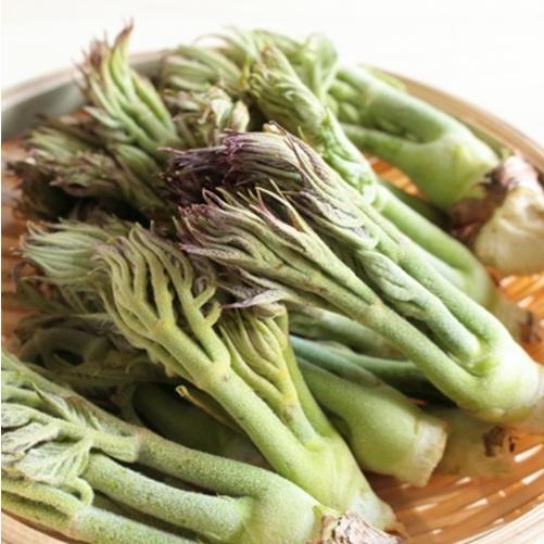 トゲなしタラの木　3.5号ポット苗　苗木　山菜